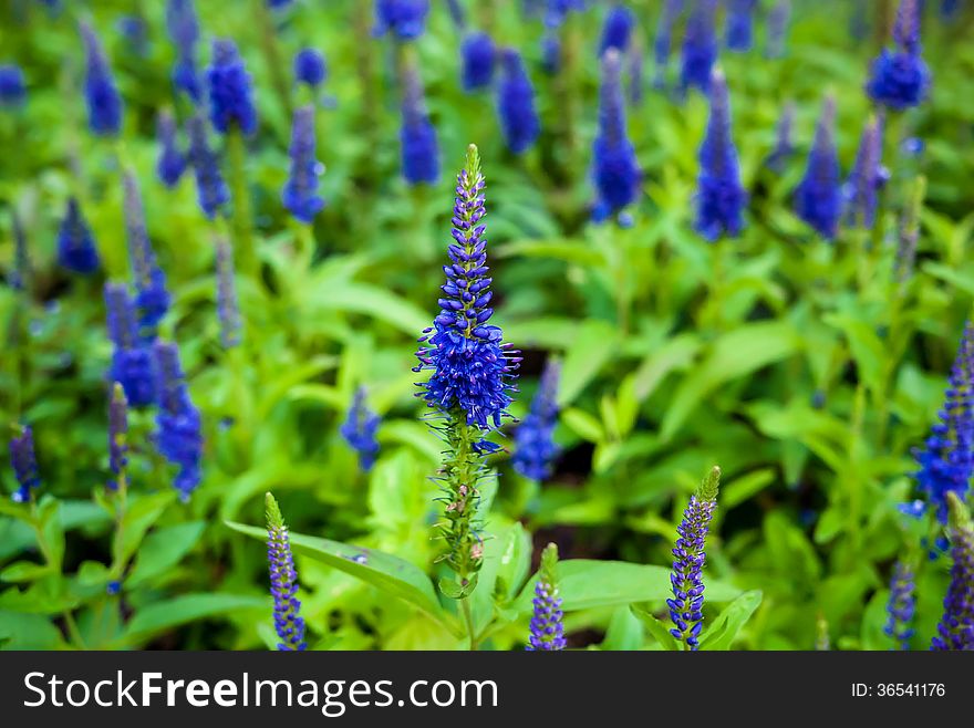 Blue flower and flower field.