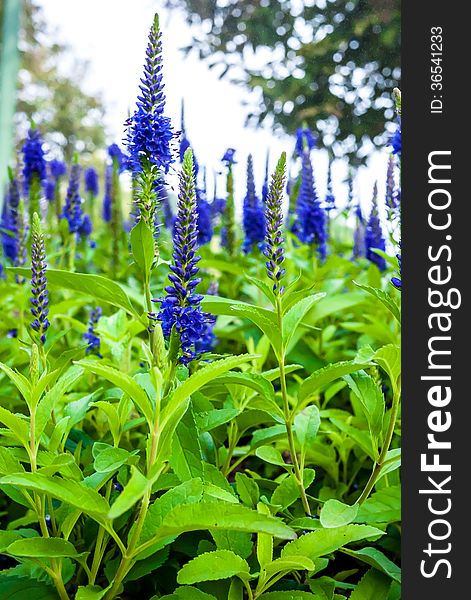 Blue flower and flower field.