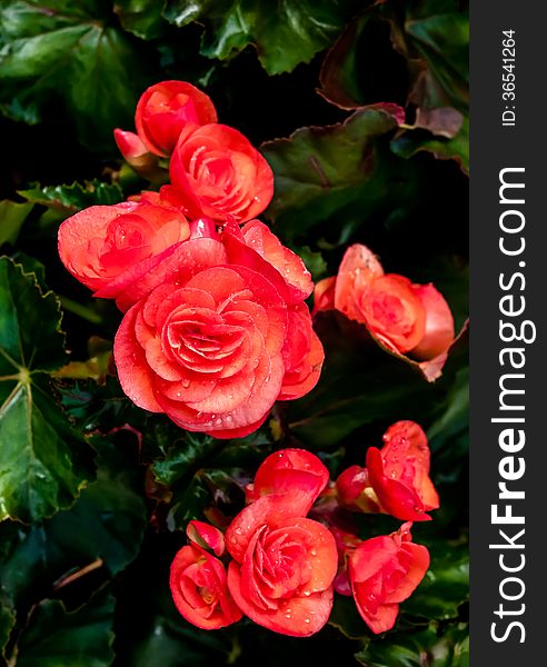 Beautiful background of flowers big begonias