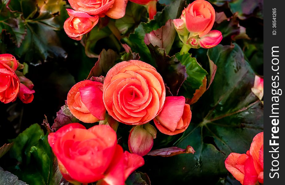 Beautiful background of flowers big begonias