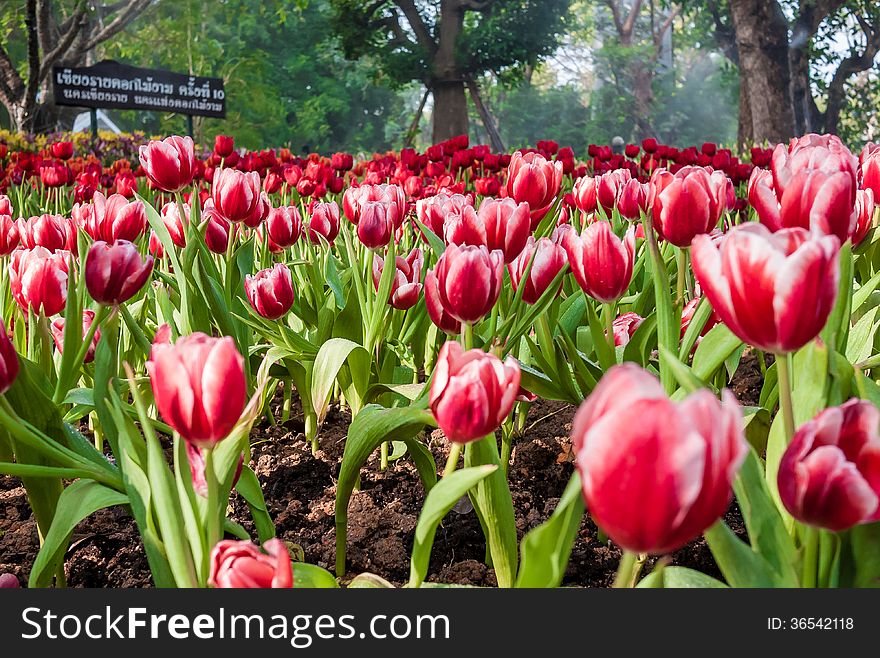 Multi coloured tulips and on nature background