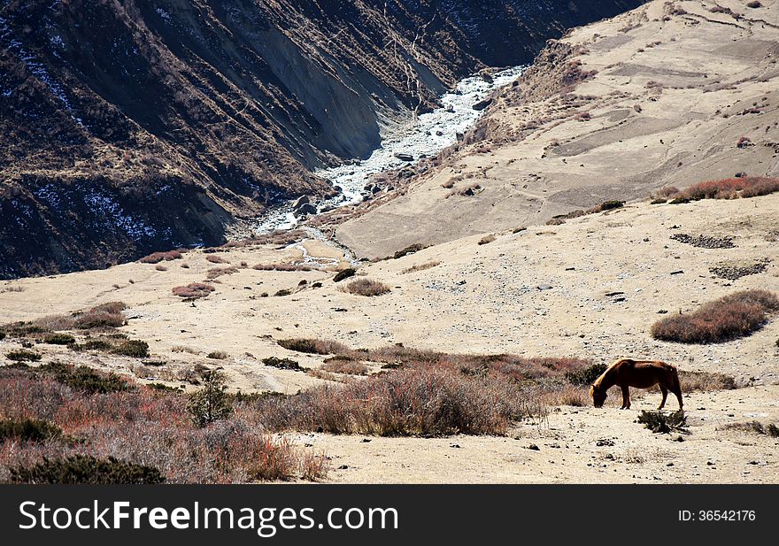 Red horse on a red background of the Himalayas.