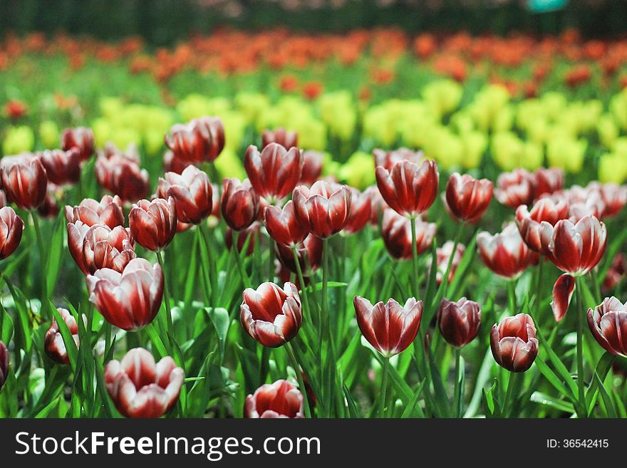 Beautiful Tulips In Thailand