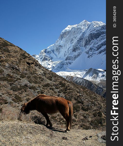 Red horse in the mountains of Nepal, trekking rrugë rreth Manaslu