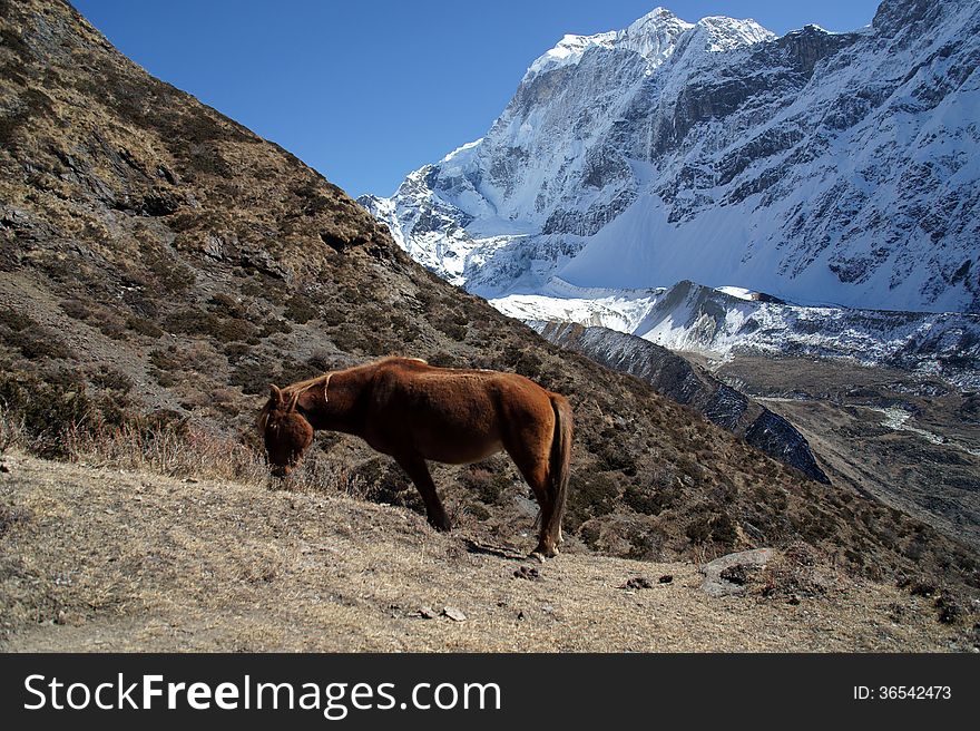 The red horse is grazing in the mountains of Nepal, trekking rrugÃ« rreth Manaslu