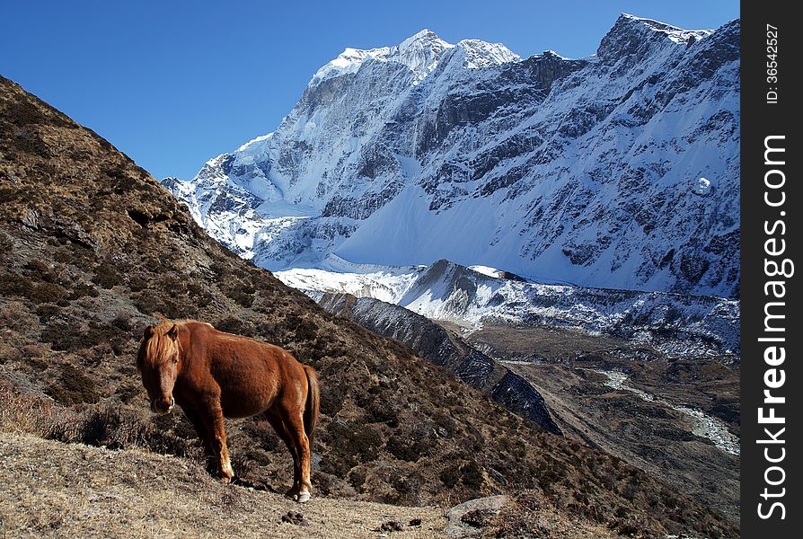 The red horse is grazing in the mountains of Nepal, trekking rrugë rreth Manaslu