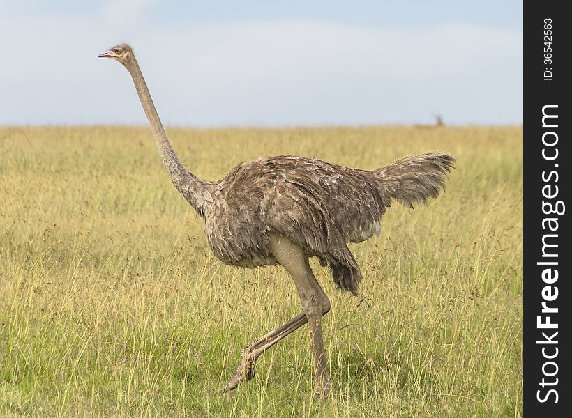 African ostrich in the National Park Masai mara in Kenya.