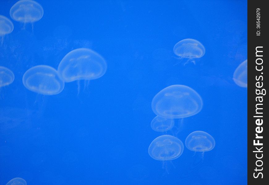 Jellyfish floating Upwards with Trailing Tentacles