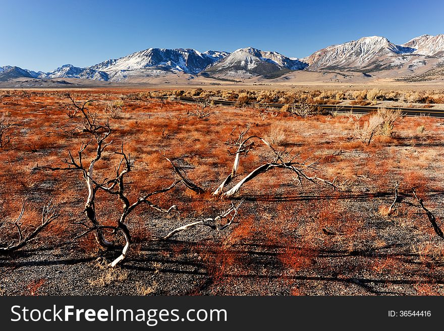 Dead Branches With A Road And Mountains