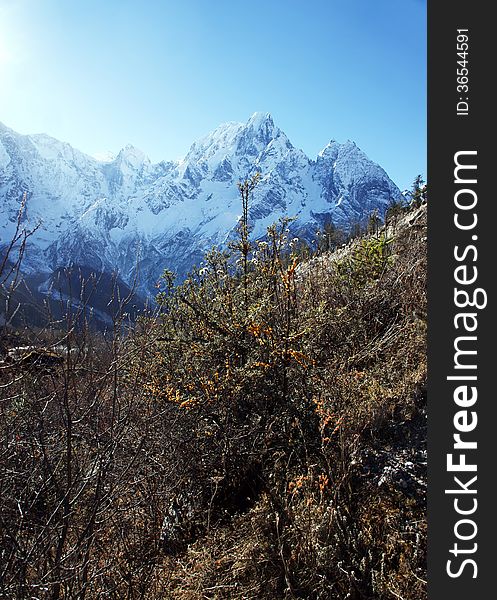 Sea buckthorn with orange berries high in the mountains of Nepal, Himalayas