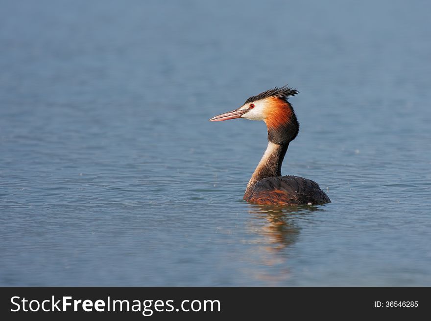 Great Crested Grebe in water. Great Crested Grebe in water.