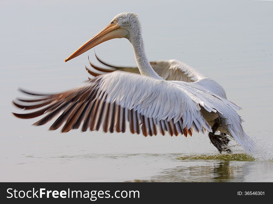 Dalmatian Pelican /Pelecanus crispus/ taking off the water. Dalmatian Pelican /Pelecanus crispus/ taking off the water