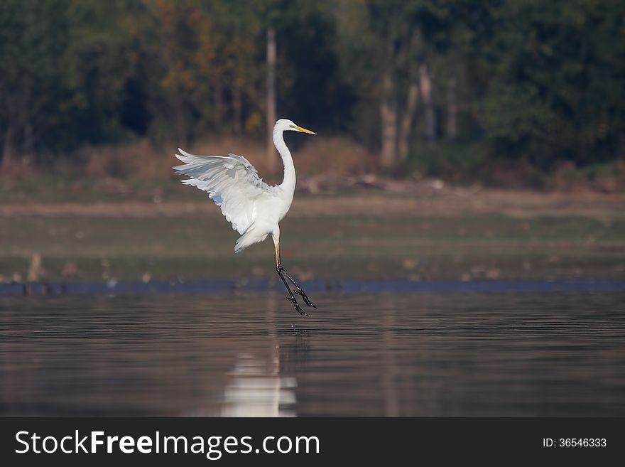 Great Egret/Ardea alba/.