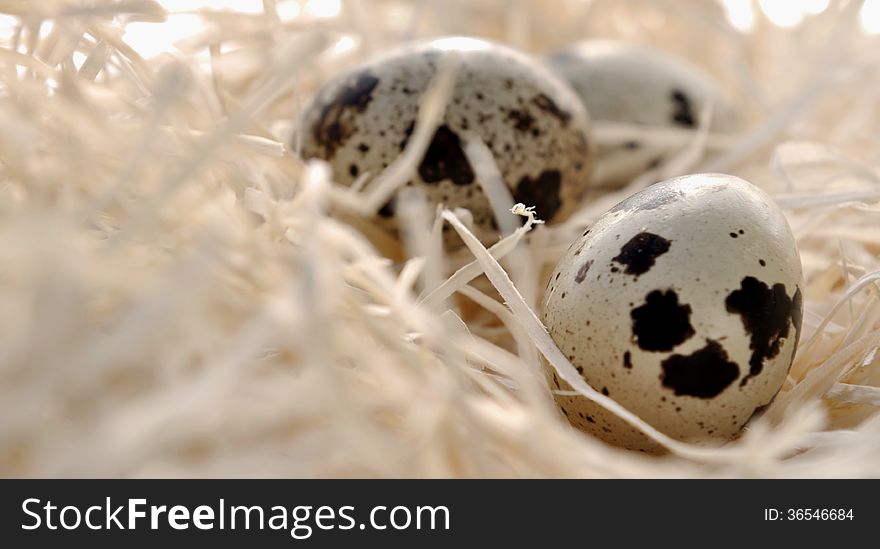 Small quail eggs nestled in straw