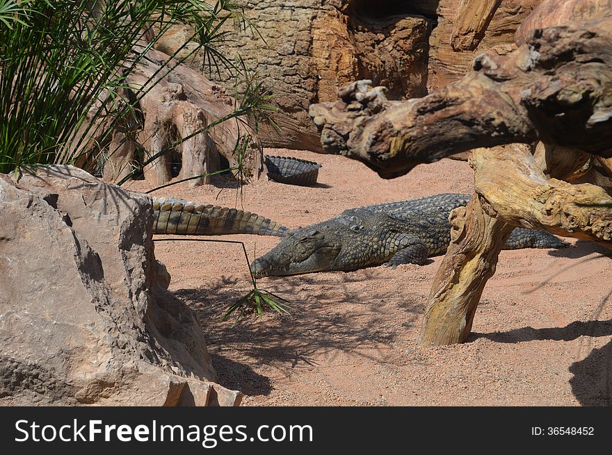 Big green crocodile on the sand