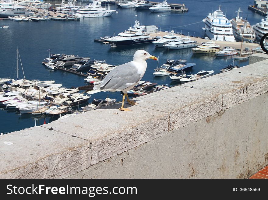 Seagull in Monako walking on a stone wall. Seagull in Monako walking on a stone wall.