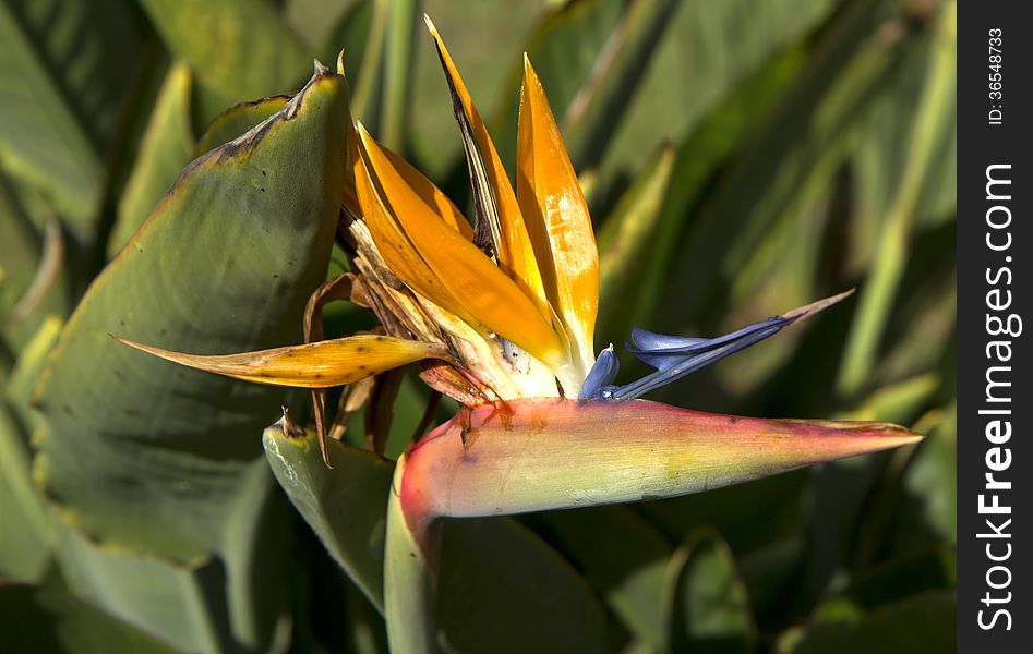 Flower Strelitzia.