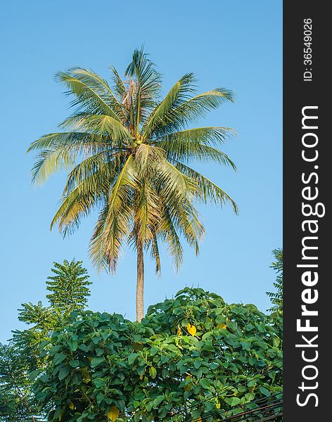 Coconut tree on white background.