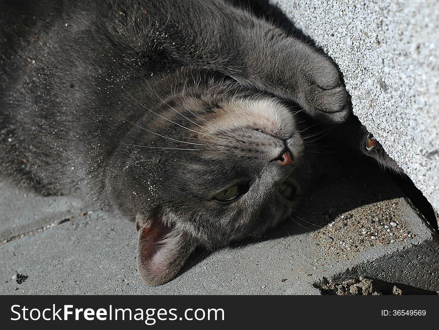 Gray cat in the sun. Gray cat in the sun