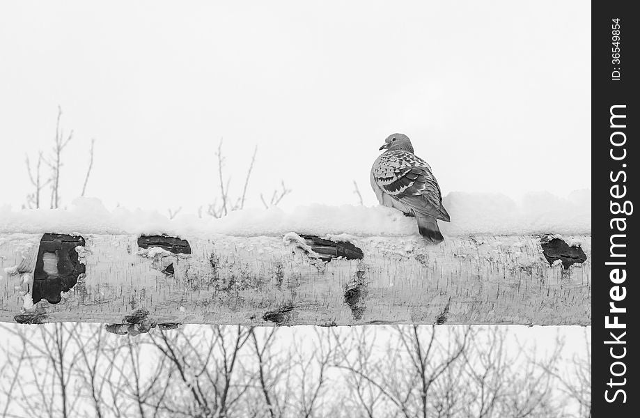 Dove in the winter resting on a log - GalaÈ›i, Romania.