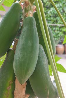 Papaya Tree Royalty Free Stock Photo Papaya Tree Royalty Free Stock Photo