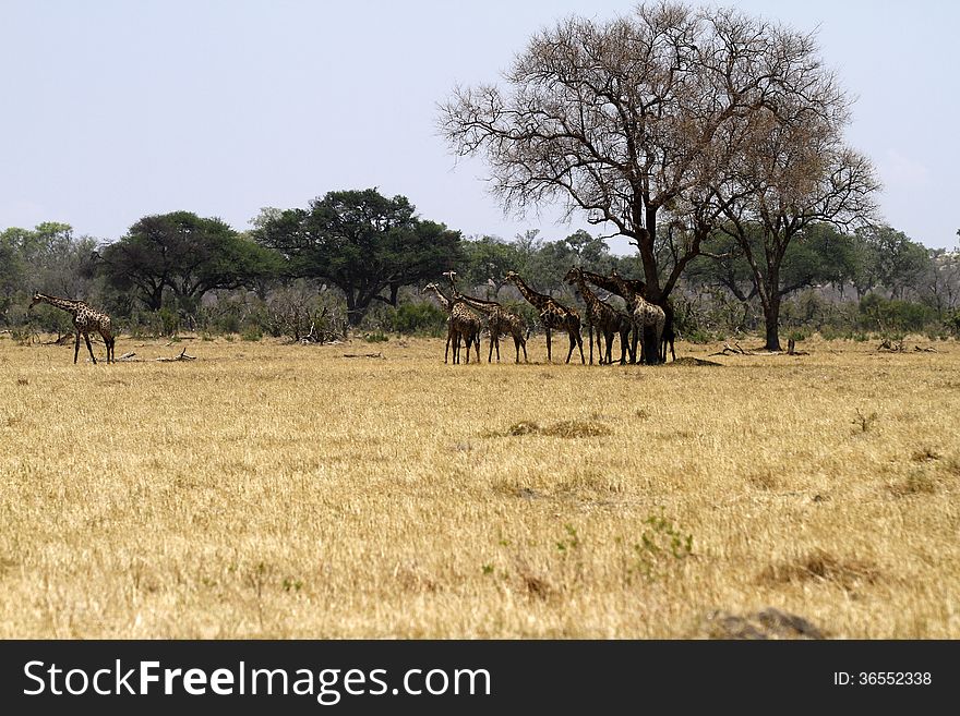 Herd Of Southern Reticulated Giraffes