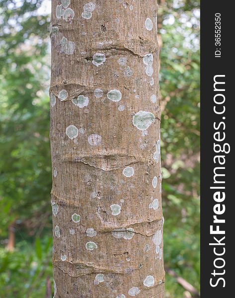 Striped bark of a Papaya Tree tree. Striped bark of a Papaya Tree tree.