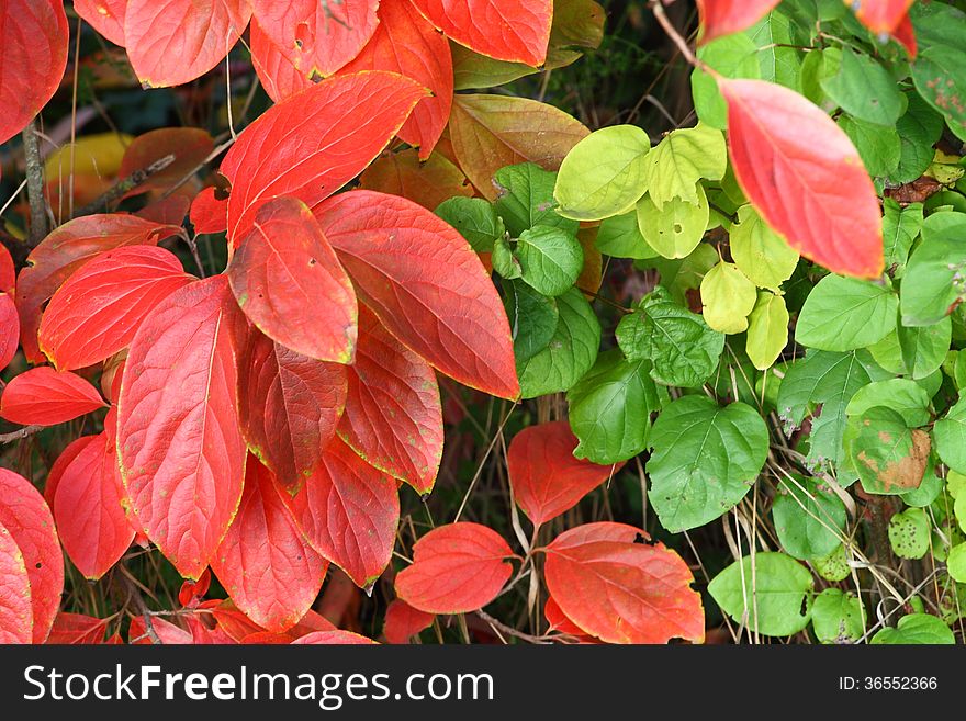 The autumn in the Italian garden. The autumn in the Italian garden