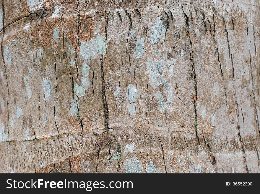 Striped bark of a coconut palm tree. Striped bark of a coconut palm tree.