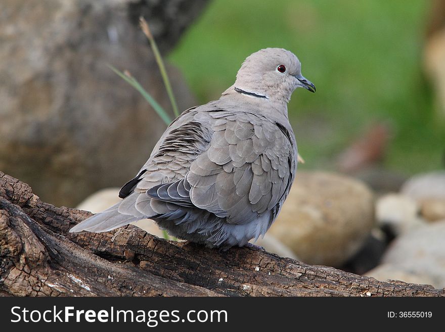 Wood Pigeon in the park