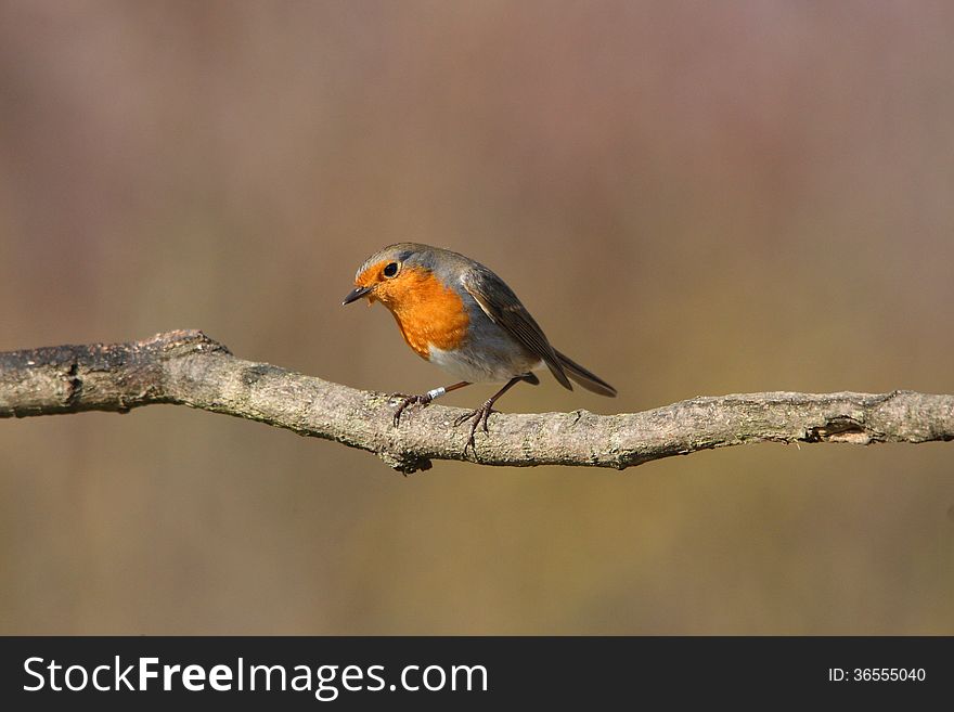 Little robin on the branch. Little robin on the branch