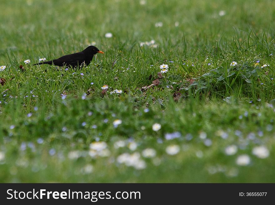 Common Blackbird in the park