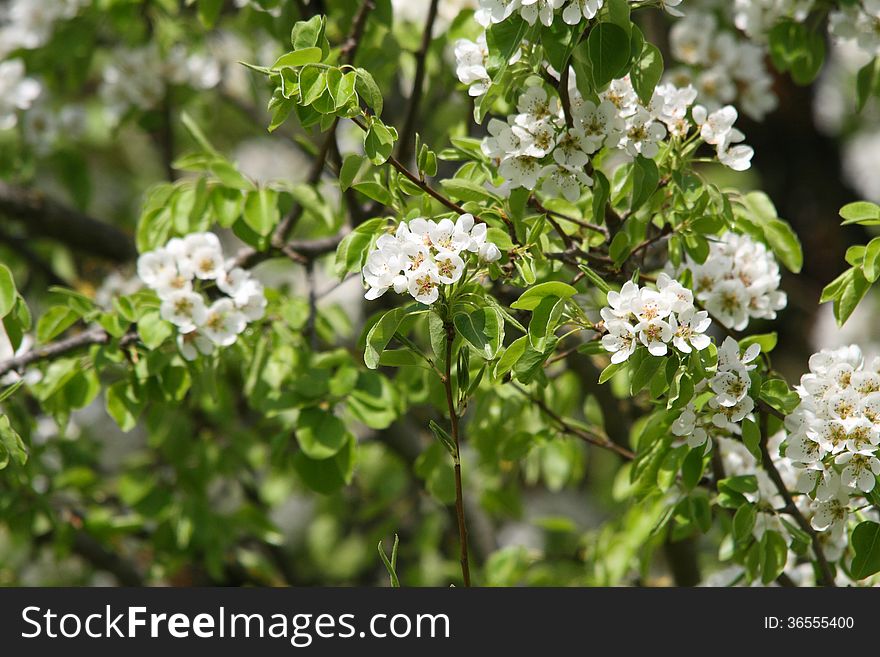 Springtime Trees