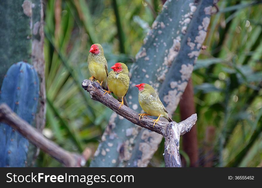 Three pretty Star finches sitting on branch. Three pretty Star finches sitting on branch
