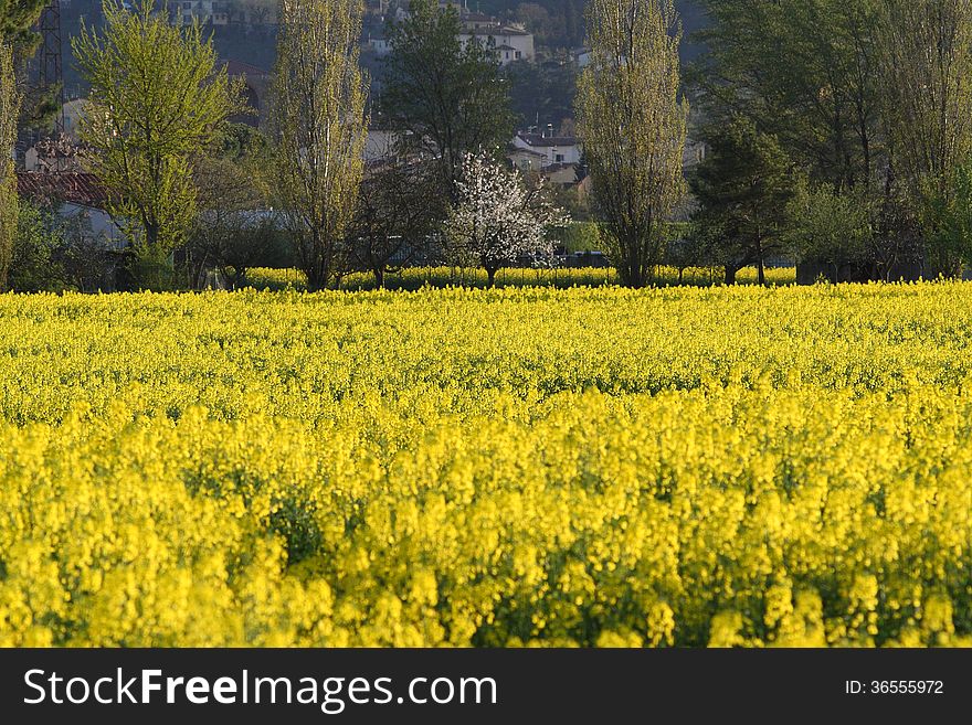 Fields of charlock during spring in the Tuscany. Fields of charlock during spring in the Tuscany.