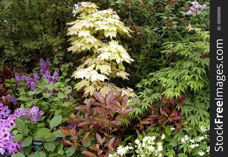 Lovely lilac with various coloured leaved Japanese Maple trees in a garden display at RHS Chelsea flower show 2013. Lovely lilac with various coloured leaved Japanese Maple trees in a garden display at RHS Chelsea flower show 2013.