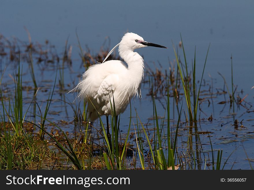 Little Egret