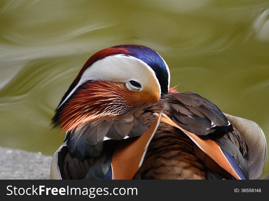 Male mandarin duck is falling asleep