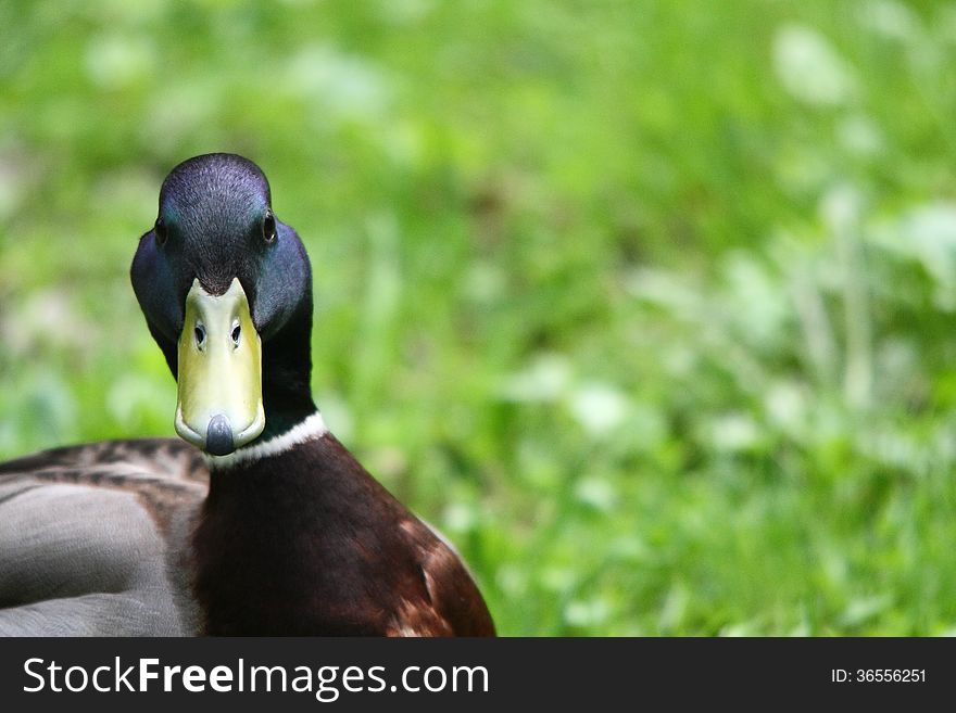 Mallard, wild duck is watching me