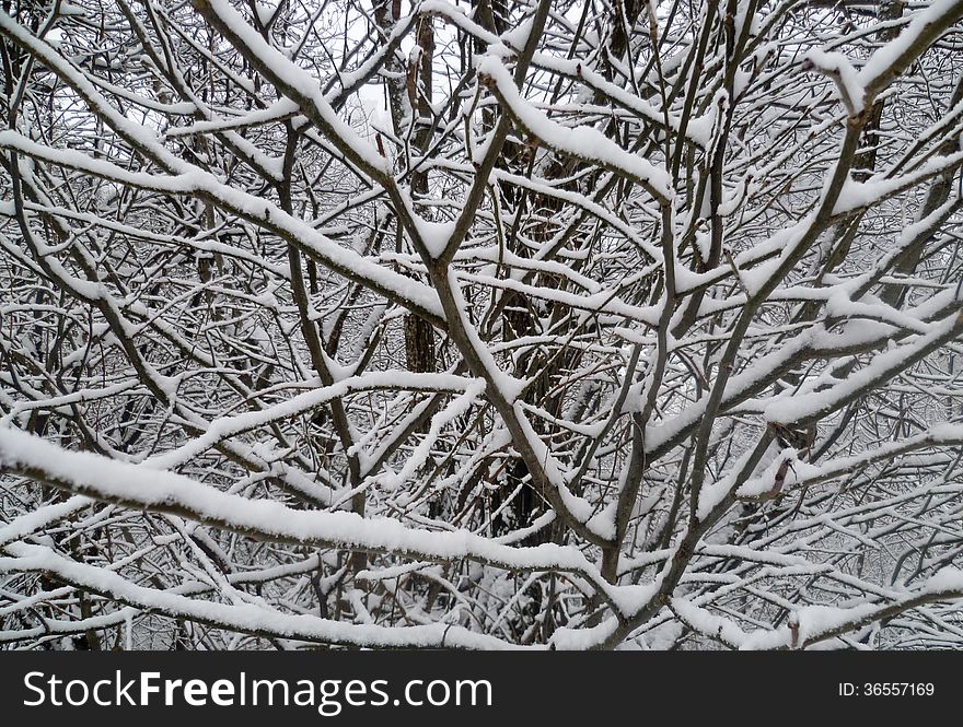 Winter season, trees with snow
