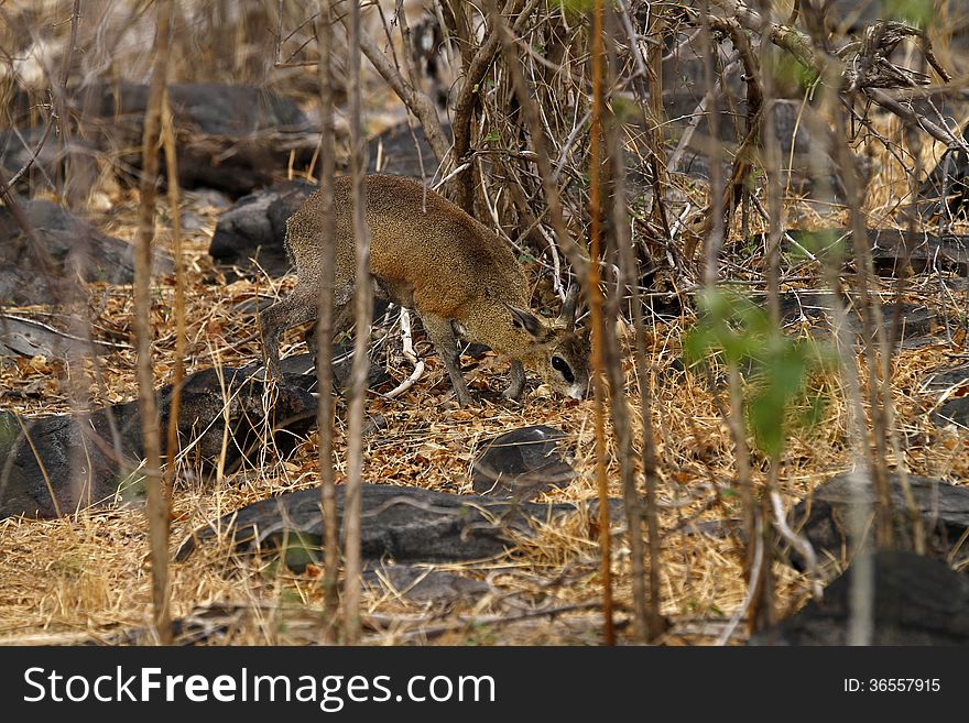 African Klipspringers live on the rocky outcrops called koppieson on the African plains. African Klipspringers live on the rocky outcrops called koppieson on the African plains.