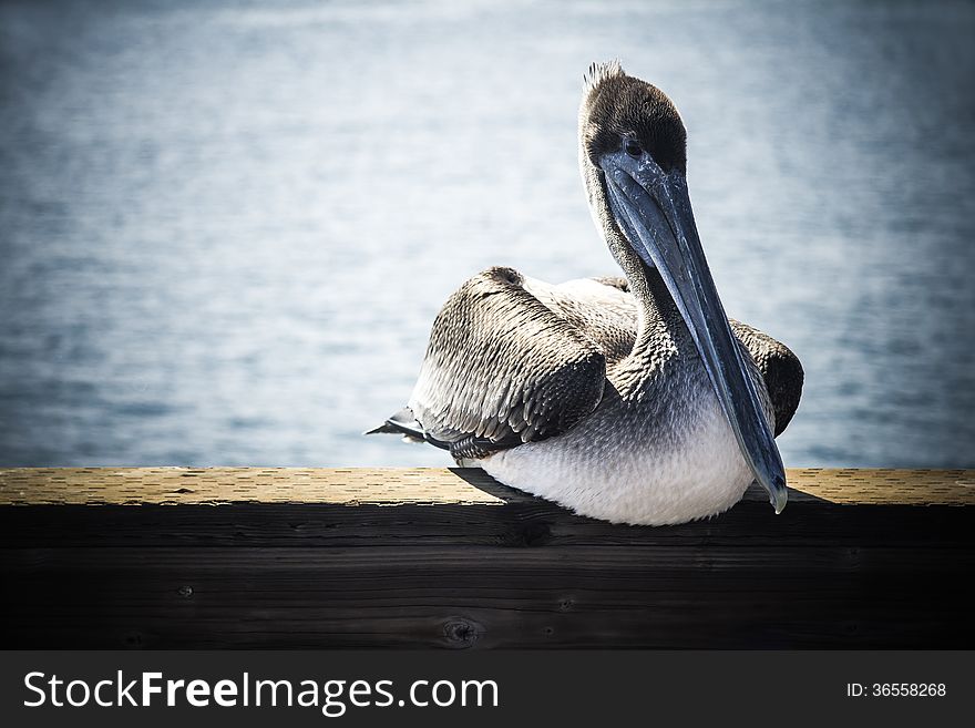 A pelican relaxes on a pier in Southern California. A pelican relaxes on a pier in Southern California