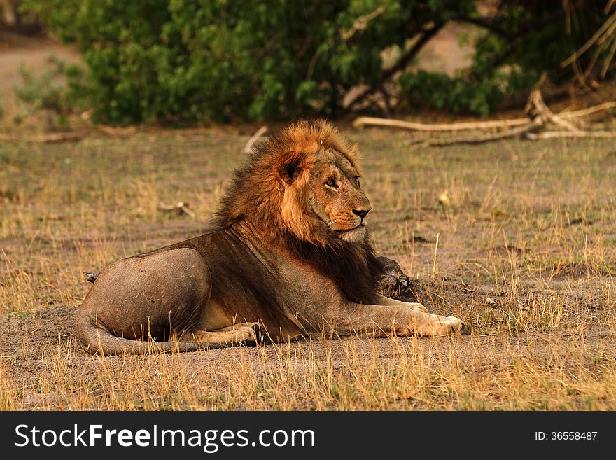 The big male lions are the only ones capable of bringing down elephants, this is the only time they hunt. The big male lions are the only ones capable of bringing down elephants, this is the only time they hunt.