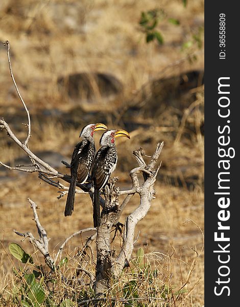 Breeding pair of Southern Yellow-billed Hornbills