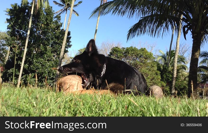 German Shepherd Dog tearing a coconut apart under some palm trees in the Philippines. German Shepherd Dog tearing a coconut apart under some palm trees in the Philippines.