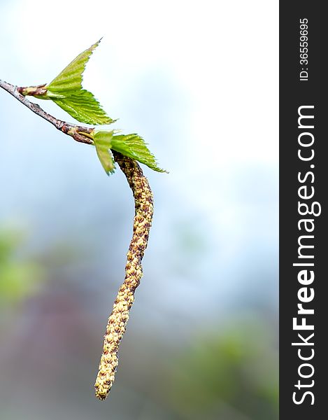 Young Branch Of Birch With Buds