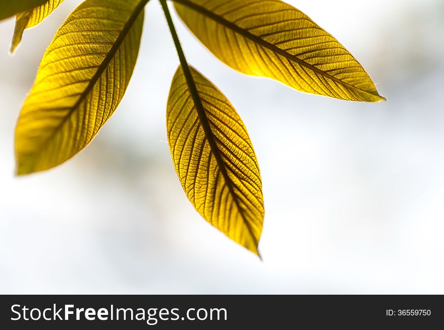 Young Leaves Of The Walnut Tree