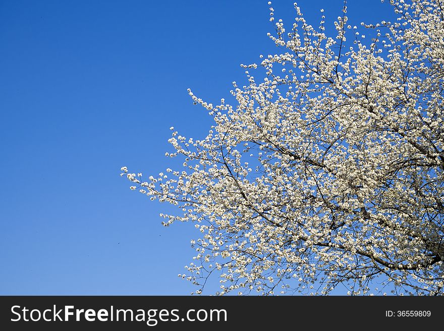 Clear spring sky and blossom cherry tree branches. Clear spring sky and blossom cherry tree branches