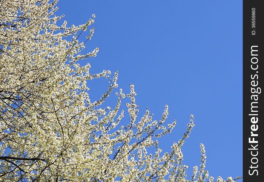 Clear spring sky and blossom cherry tree branches. Clear spring sky and blossom cherry tree branches