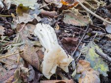 White Or Elfin Saddle Fungus In Autumn Royalty Free Stock Image